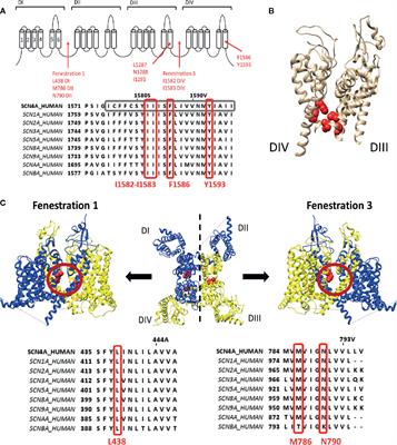 Hydrophobic Drug/Toxin Binding Sites in Voltage-Dependent K+ and Na+ Channels